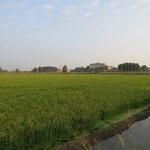 Blick zurück zur Kirche von Orio Litta und zur Villa Litti Carini 