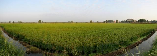 sehr schönes Breitbildfoto mit Blick über die letzten Reisfelder der Lombardei