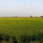 sehr schönes Breitbildfoto mit Blick über die letzten Reisfelder der Lombardei