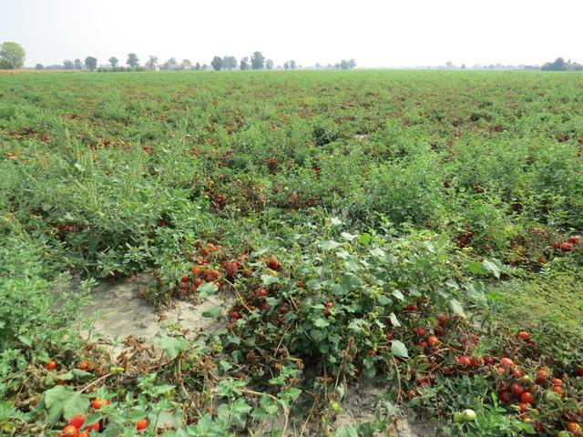 über endlose Tomatenfelder laufen wir nun Richtung Piacenza