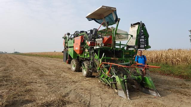 vollautomatisch werden die Tomaten geerntet...