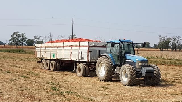 ...und auf riesigen Anhänger weg transportiert