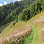 ...geht es weiter durch Wälder und Weiden immer über den Talboden bleibend jedoch nie in grosse Höhen