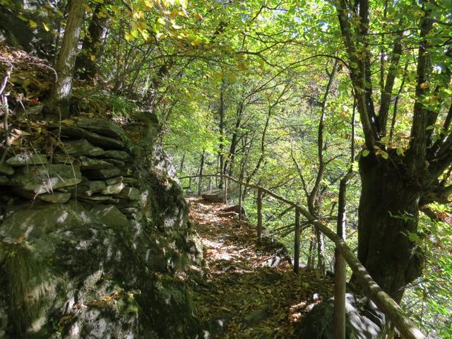 durch dichte Kastanienwälder bringt uns der folgende Wegabschnitt...