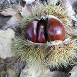 die schönen Kastanien zeigen uns, das der Herbst schon weit fortgeschritten ist