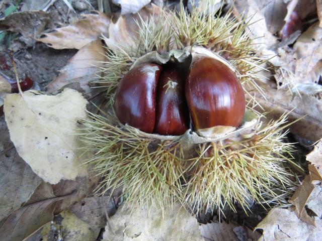 die schönen Kastanien zeigen uns, das der Herbst schon weit fortgeschritten ist