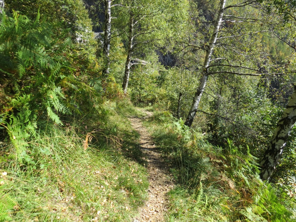 ...oder durch Wald, führt der Wanderweg endlos steil abwärts