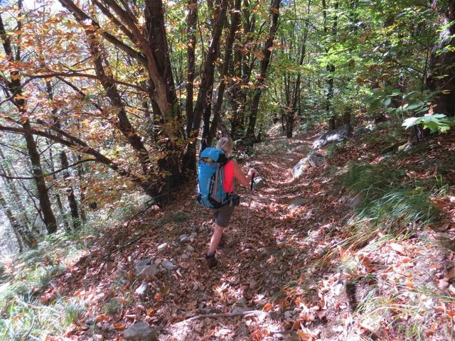 wir durchwandern einen schönen Kastanienwald