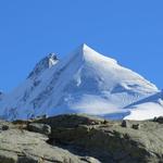 als letztes bestaunen wir Roseg Pitschen, Piz Roseg und Schneekuppe