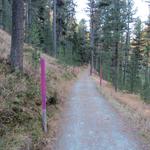 der breite Wanderweg führt uns bequem, leicht ansteigend durch den Arven-Lärchen Mischwald unterhalb des Muottas Puntraschigna