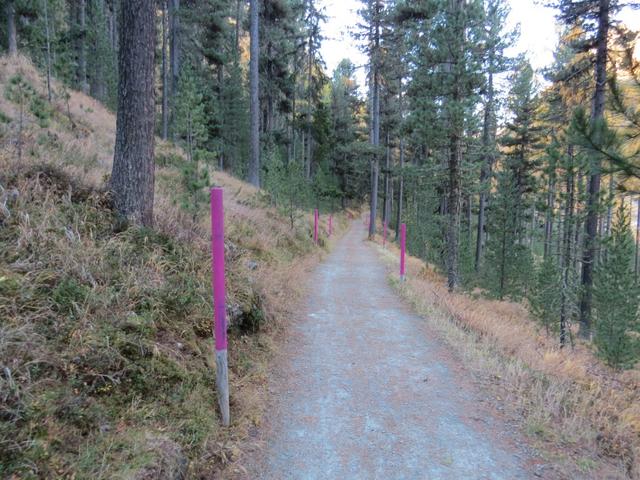 der breite Wanderweg führt uns bequem, leicht ansteigend durch den Arven-Lärchen Mischwald unterhalb des Muottas Puntraschigna