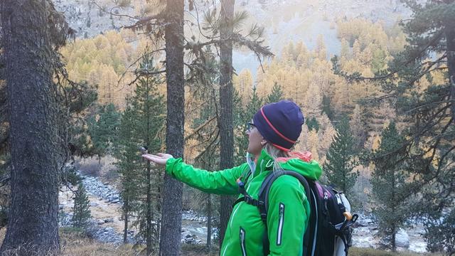 wir können Meisen, Rotkelchen und vor allem Haubenmeisen beobachten, die uns sogar aus der Hand fressen
