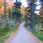 der Wanderweg verläuft jetzt eine ganze Zeit parallel zum Fahrweg, auf dem er schliesslich trifft 1977 m.ü.M.