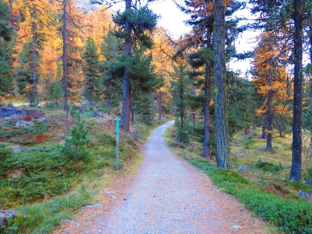 der Wanderweg verläuft jetzt eine ganze Zeit parallel zum Fahrweg, auf dem er schliesslich trifft 1977 m.ü.M.