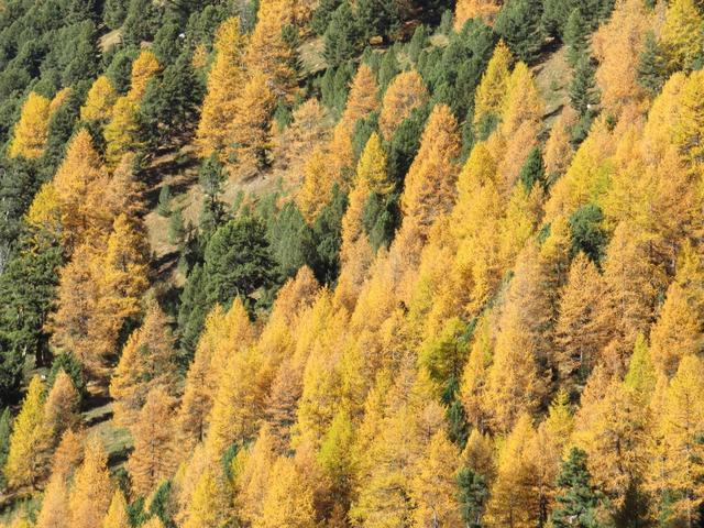 auf der gegenüberliegenden Talseite, färben sich die Lärchen durch die Sonnenstrahlen, in einem gleissenden Goldton