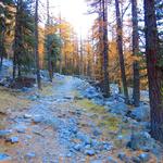 geradeaus weiter, durchwandern wir Orange-Gold leuchtende Lärchenwälder