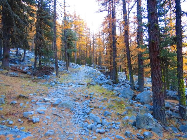 geradeaus weiter, durchwandern wir Orange-Gold leuchtende Lärchenwälder