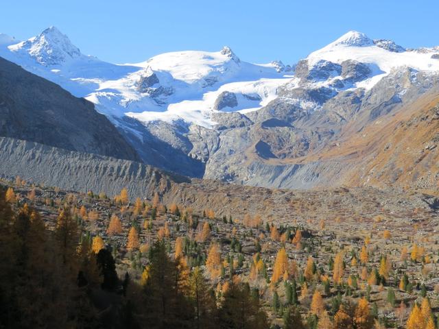 unser Blick schweift über die riesige Seitenmoräne des Vadret da Tschierva zum Il Chapütschin, La Muongia und Piz Glüschaint