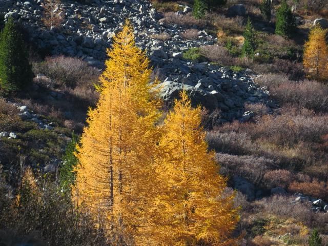 diese Farben im Oktober, einfach traumhaft