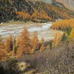 ...erreichen wir die ersten Orange-Gold leuchtende Lärchenwälder