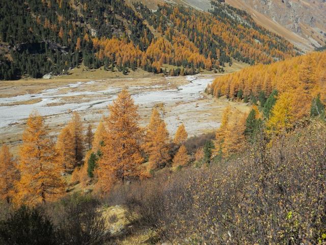...erreichen wir die ersten Orange-Gold leuchtende Lärchenwälder