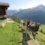 Wanderung Gommer Höhenweg Tag 1 Oberwald - Münster 23.9.2017