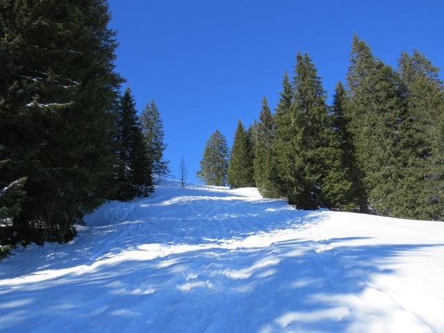 wir durchqueren einen lichten Wald