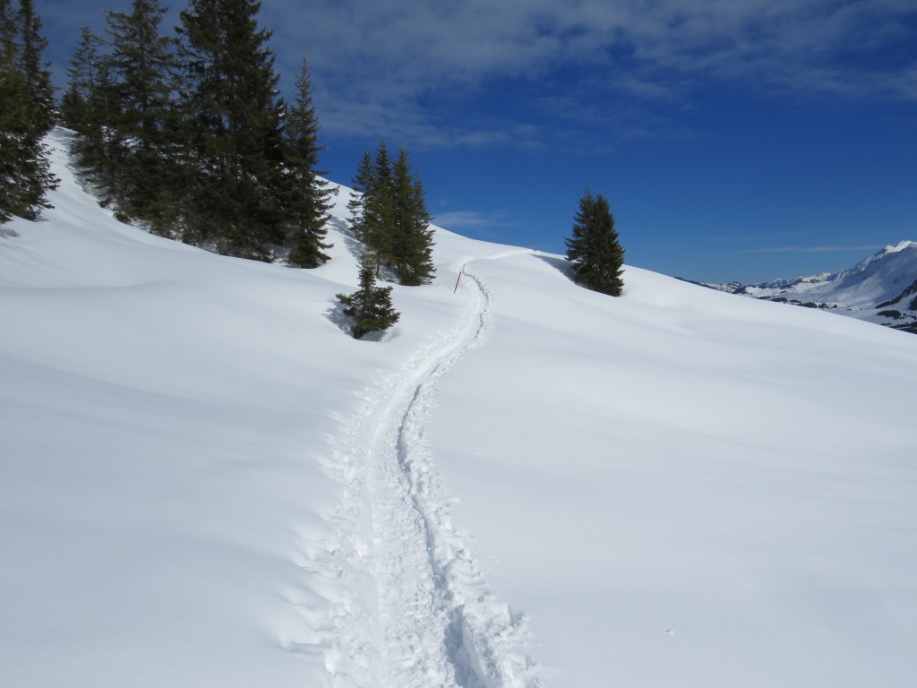 der Ranger der Lombachalp hat eine sehr gute Spur gezogen