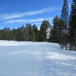 wir befinden uns nun inmitten der geschützten Lombachalp