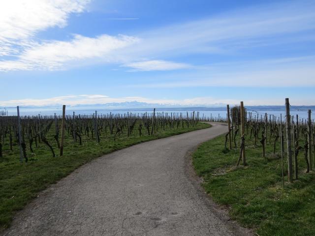 auf dem Höhenweg bleibend geht es mit einer traumhaften Aussicht weiter Richtung Hagnau