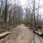 wir durchqueren Seehag ein Bodensee typischer Auwald