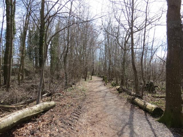 wir durchqueren Seehag ein Bodensee typischer Auwald