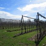 nach dieser sehr schönen und leckeren Mittagspause, wandern wir neben Obstbümen weiter Richtung Friedrichshafen