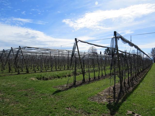 nach dieser sehr schönen und leckeren Mittagspause, wandern wir neben Obstbümen weiter Richtung Friedrichshafen