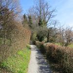 der Bodensee Rundweg führt meistens abseits der stark befahrenen Hauptstrasse