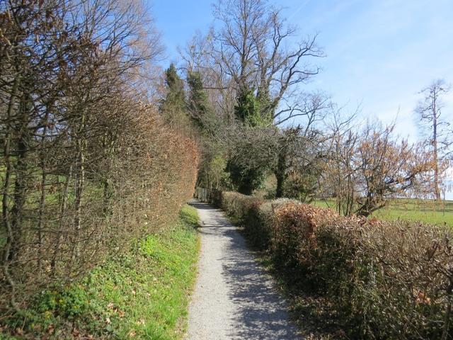 der Bodensee Rundweg führt meistens abseits der stark befahrenen Hauptstrasse