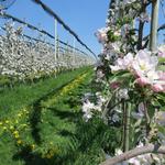 Bodensee Rundweg Etappe 7 Friedrichshafen - Lindau 22.4.2018