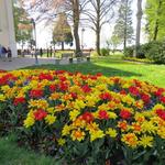 der Schlosspark ist ein einziges Blumenmeer