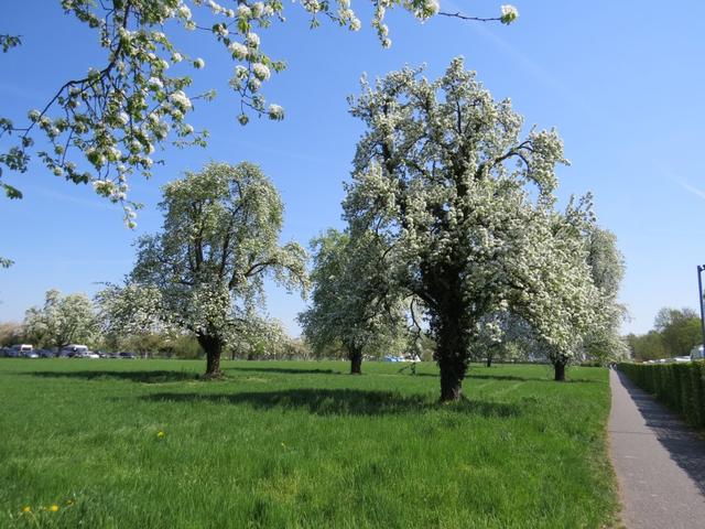 solche Hochstämmer sieht man immer weniger