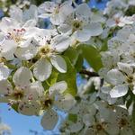 die Obstbäume sind nun in voller Blüte