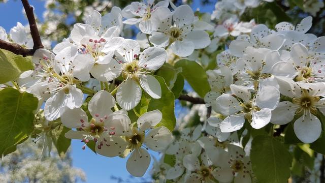 die Obstbäume sind nun in voller Blüte