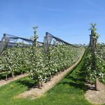 kurz nach Kressborn wandern wir durch scheinbar endlose Obstplantagen