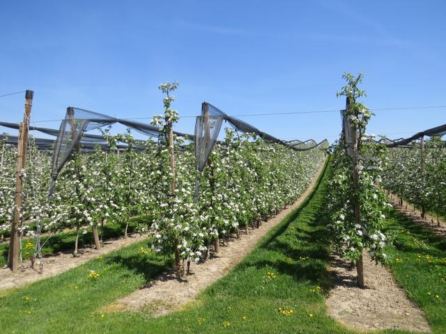 kurz nach Kressborn wandern wir durch scheinbar endlose Obstplantagen