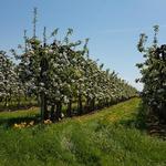 überall Obstbäume, endlose Reihen