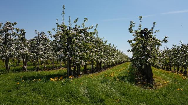 überall Obstbäume, endlose Reihen