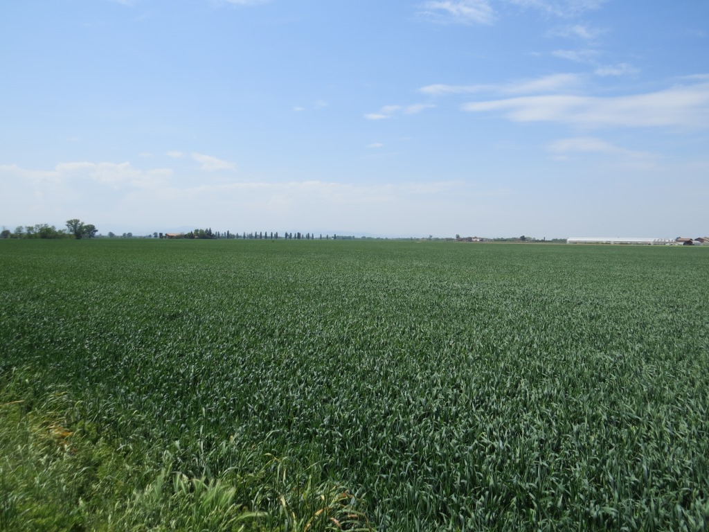 die Reisfelder sind nun verschwunden. Weizen bis am Horizont, beherrscht nun die Gegend