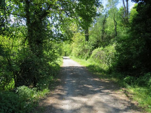 ein schöner Wanderweg führt uns durch ein Wald. Ein Vogelkonzert empfängt uns