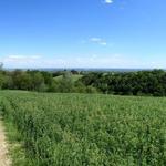 schönes Breitbildfoto mit Blick in die Ebene. Links ist der Castello von Costamezzana ersichtlich