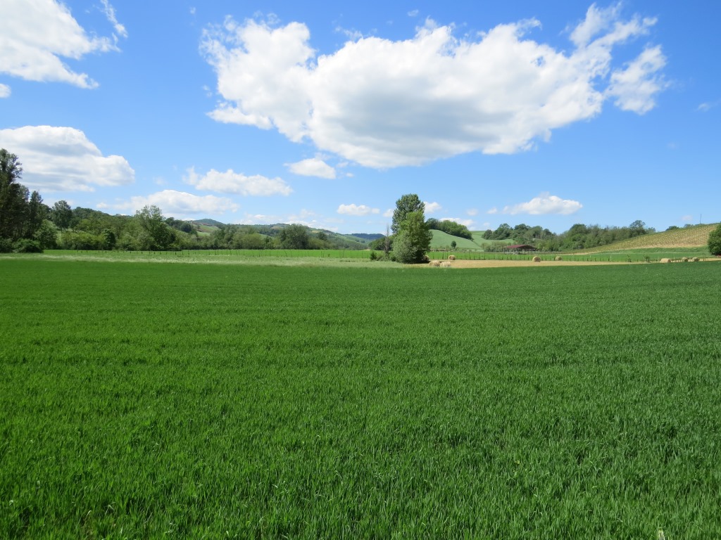 ...geniessen wir eine schöne Aussicht auf die grüne Umgebung