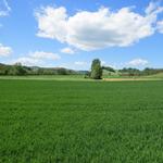 ...geniessen wir eine schöne Aussicht auf die grüne Umgebung